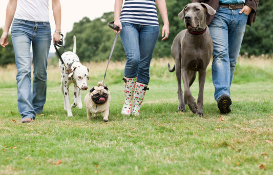 How to give your dog a good cleaning
