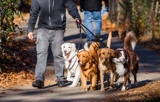 How to take good care of your pet at home